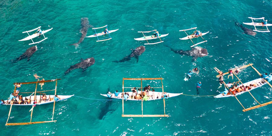 Watching-Safari con gli squali-balena