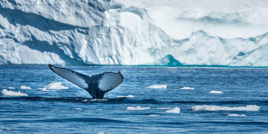 Emozioni uniche: l’incontro con le balene